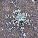 Mertensia maritima. Stems spread out on the ground and produce small violet flowers.